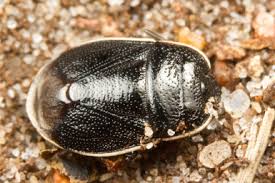 Attēlu rezultāti vaicājumam “Adomerus biguttatus”