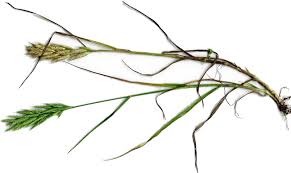 Attēlu rezultāti vaicājumam “Bromus hordeaceus subsp. hordaceus fruit”