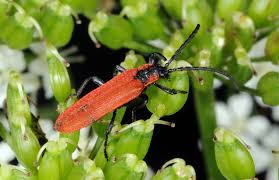 Attēlu rezultāti vaicājumam “Lygistopterus sanguineus”