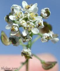 Attēlu rezultāti vaicājumam “Teesdalia nudicaulis”