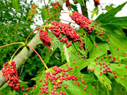 Attēlu rezultāti vaicājumam “Vasates quadripedes”