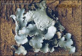 Attēlu rezultāti vaicājumam “Cetrelia sp.”