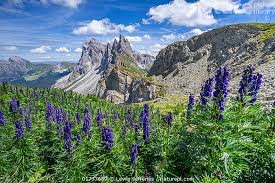 Image result for Aconitum napellus