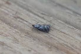 Attēlu rezultāti vaicājumam “Nyctegretis lineana”