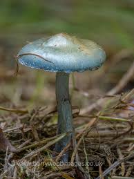 Attēlu rezultāti vaicājumam “Amaurochaete atra young”