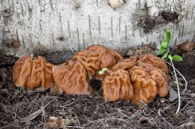 Attēlu rezultāti vaicājumam “Fuligo gyrosa macro”