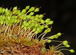 Attēlu rezultāti vaicājumam “Physcomitrium pyriforme”