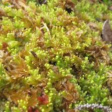 Attēlu rezultāti vaicājumam “Mylia anomala”