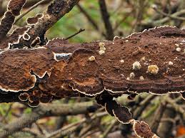 Attēlu rezultāti vaicājumam “Hymenochaete tabacina”