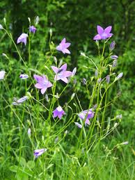 Attēlu rezultāti vaicājumam “Campanula patula”