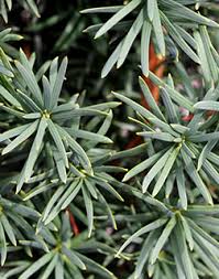 Attēlu rezultāti vaicājumam “Taxus baccata bud”