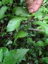 Attēlu rezultāti vaicājumam “Mercurialis perennis bud”