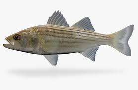 Image result for Morone saxatilis