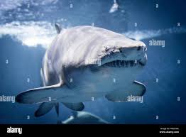 Image result for Carcharhinus longimanus