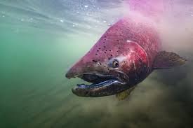 Image result for Oncorhynchus tshawytscha