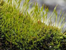 Attēlu rezultāti vaicājumam “Tortella inclinata”