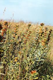 Attēlu rezultāti vaicājumam “Lophozia capitata”