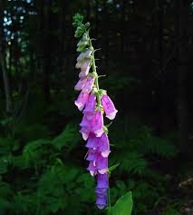 Attēlu rezultāti vaicājumam “Digitalis purpurea flower”