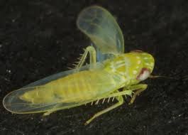 Attēlu rezultāti vaicājumam “Empoasca sp.”