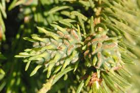 Attēlu rezultāti vaicājumam “Sacchiphantes abietis”