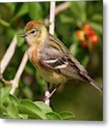 Image result for Dendroica castanea