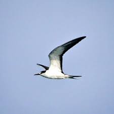 Image result for Onychoprion fuscatus