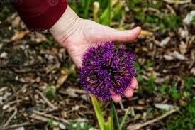 Attēlu rezultāti vaicājumam “Allium holandicum bud”