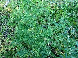 Attēlu rezultāti vaicājumam “Vicia hirsuta bud”