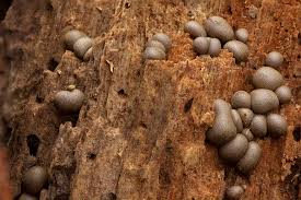 Attēlu rezultāti vaicājumam “Liceaceae”