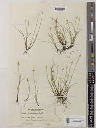 Attēlu rezultāti vaicājumam “Carex pauciflora”