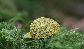 Attēlu rezultāti vaicājumam “Fuligo septica cf. septica spores”