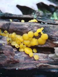 Attēlu rezultāti vaicājumam “Hymenoscyphus calyculus”