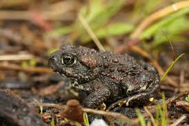 Attēlu rezultāti vaicājumam “Bufo bufo juvenile”