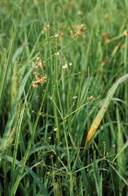 Attēlu rezultāti vaicājumam “Alisma lanceolatum”