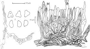 Attēlu rezultāti vaicājumam “Peniophora laurentii”