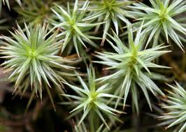 Attēlu rezultāti vaicājumam “Polytrichum strictum”