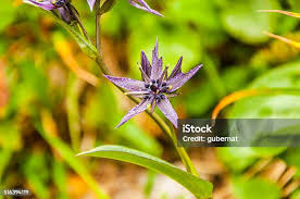 Attēlu rezultāti vaicājumam “Swertia perennis leaf”