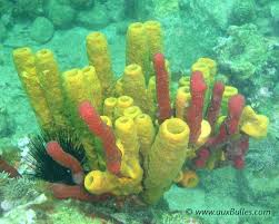 Attēlu rezultāti vaicājumam “Tubifera applanata sessile”