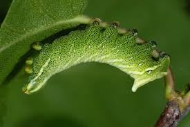 Attēlu rezultāti vaicājumam “Endromis versicolora”