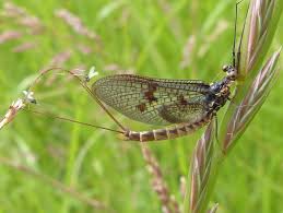 Attēlu rezultāti vaicājumam “Ephemera sp.”