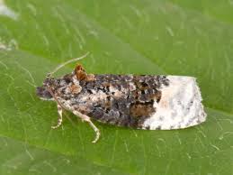 Attēlu rezultāti vaicājumam “Apotomis betuletana”