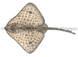 Image result for Amblyraja hyperborea