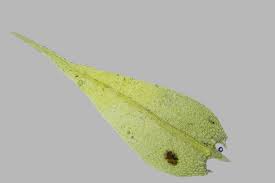 Attēlu rezultāti vaicājumam “Hygroamblystegium tenax”