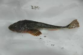 Image result for Myoxocephalus quadricornis