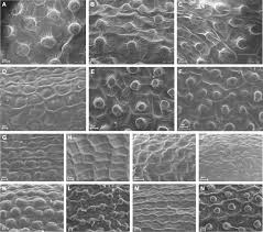 Attēlu rezultāti vaicājumam “Erysimum hieracifolium fruit”