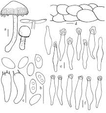 Attēlu rezultāti vaicājumam “Psathyrella sp.”