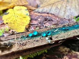 Attēlu rezultāti vaicājumam “Didymium tussilaginis”