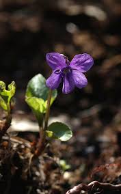 Attēlu rezultāti vaicājumam “Viola uliginosa”