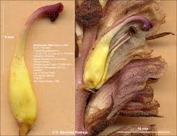 Attēlu rezultāti vaicājumam “Orobanche coerulescens bud”