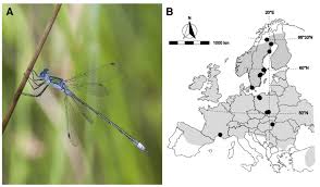 Attēlu rezultāti vaicājumam “Lestes sponsa”